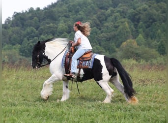 Gypsy Horse, Mare, 14 years, 15 hh, Tobiano-all-colors