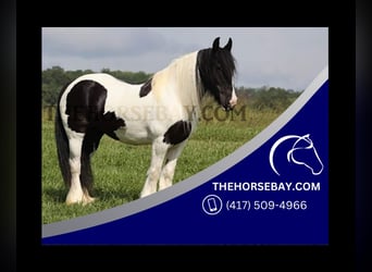 Gypsy Horse, Mare, 14 years, 15 hh, Tobiano-all-colors