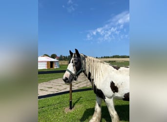 Gypsy Horse, Mare, 14 years, Pinto