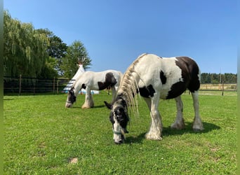Gypsy Horse, Mare, 14 years, Pinto