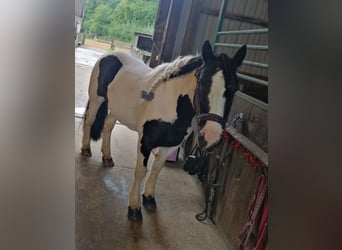 Gypsy Horse, Mare, 15 years, 13,2 hh, Pinto