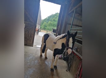 Gypsy Horse, Mare, 15 years, 13.2 hh, Pinto