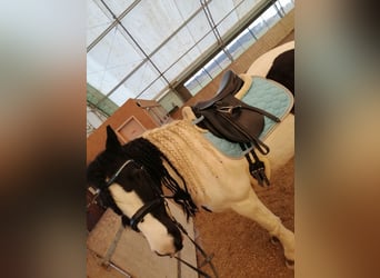 Gypsy Horse, Mare, 15 years, 13,2 hh, Pinto