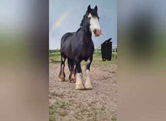 Gypsy Horse, Mare, 15 years, 13.2 hh, Smoky-Black