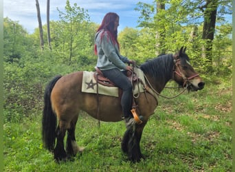 Gypsy Horse, Mare, 15 years, 13.3 hh, Brown