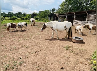 Gypsy Horse Mix, Mare, 15 years, 13 hh, Pinto