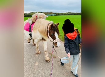 Gypsy Horse Mix, Mare, 15 years, 13 hh, Pinto