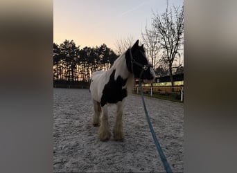 Gypsy Horse, Mare, 15 years, 13,1 hh, Pinto
