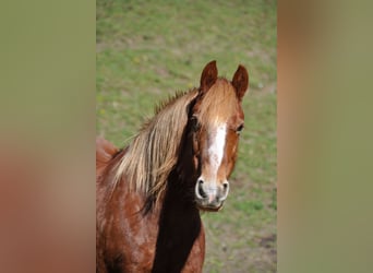Gypsy Horse, Mare, 15 years, 14.1 hh, Brown-Light
