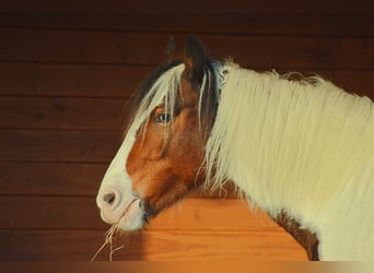 Gypsy Horse Mix, Mare, 15 years, 14,1 hh, Pinto