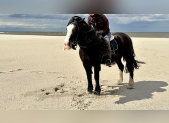 Gypsy Horse, Mare, 15 years, 14.1 hh, Smoky-Black