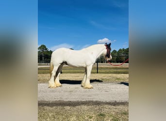 Gypsy Horse, Mare, 15 years, 14.3 hh, Overo-all-colors