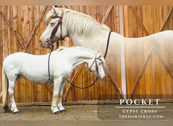 Gypsy Horse Mix, Mare, 15 years, 14,1 hh, Cremello
