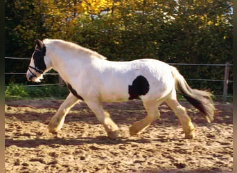 Gypsy Horse, Mare, 15 years, 14,1 hh, Pinto