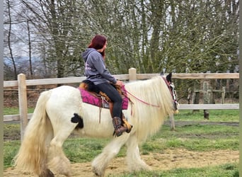 Gypsy Horse, Mare, 15 years, 14,1 hh, Pinto