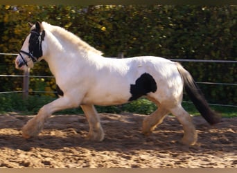 Gypsy Horse, Mare, 15 years, 14,1 hh, Pinto