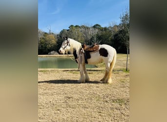 Gypsy Horse, Mare, 15 years, 14,3 hh, Overo-all-colors