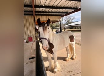 Gypsy Horse, Mare, 15 years, 14,3 hh, Overo-all-colors