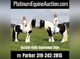 Gypsy Horse, Mare, 15 years, 15 hh, Tobiano-all-colors