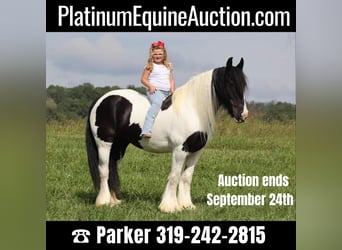 Gypsy Horse, Mare, 15 years, 15 hh, Tobiano-all-colors