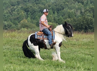 Gypsy Horse, Mare, 15 years, 15 hh, Tobiano-all-colors