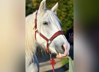 Gypsy Horse Mix, Mare, 15 years, White