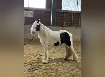 Gypsy Horse, Mare, 16 years, 12.2 hh, Pinto