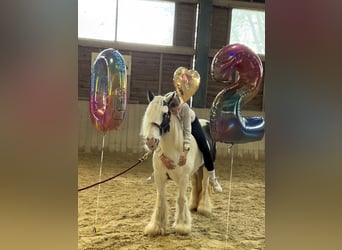Gypsy Horse, Mare, 16 years, 12.2 hh, Pinto