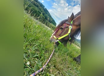 Gypsy Horse Mix, Mare, 16 years, 12,2 hh, Brown