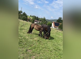 Gypsy Horse Mix, Mare, 16 years, 12,2 hh, Brown