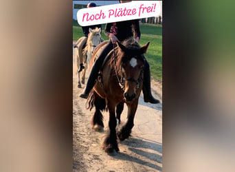 Gypsy Horse, Mare, 16 years, 13,2 hh, Brown