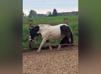 Gypsy Horse, Mare, 16 years, 13.2 hh, Pinto