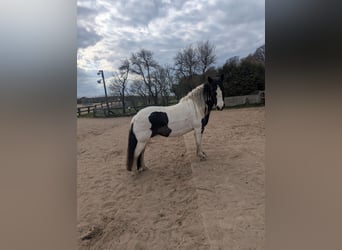 Gypsy Horse, Mare, 16 years, 13.2 hh, Pinto