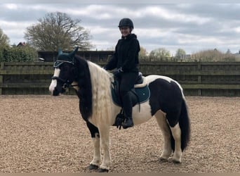 Gypsy Horse, Mare, 16 years, 13.2 hh, Pinto