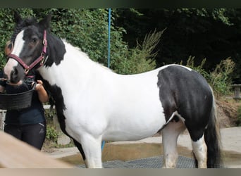 Gypsy Horse, Mare, 16 years, 13,2 hh, Pinto