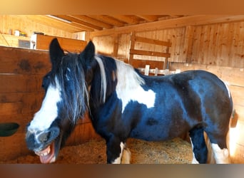 Gypsy Horse, Mare, 16 years, 13,2 hh, Leopard-Piebald