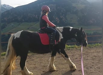 Gypsy Horse, Mare, 16 years, 13,2 hh, Leopard-Piebald