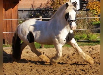 Gypsy Horse, Mare, 16 years, 14.1 hh, Pinto