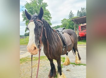 Gypsy Horse, Mare, 16 years, 14.2 hh, Black