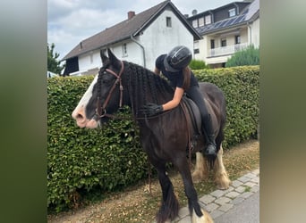 Gypsy Horse, Mare, 16 years, 14.2 hh, Black