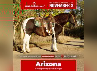 Gypsy Horse Mix, Mare, 16 years, 14 hh