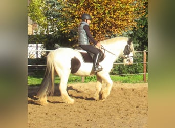 Gypsy Horse, Mare, 16 years, 14,1 hh, Pinto