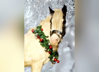 Gypsy Horse, Mare, 16 years, 14,1 hh, Pinto