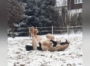 Gypsy Horse, Mare, 16 years, 14,1 hh, Pinto