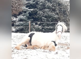 Gypsy Horse, Mare, 16 years, 14,1 hh, Pinto