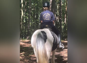 Gypsy Horse, Mare, 16 years, 14,1 hh, Pinto
