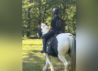 Gypsy Horse, Mare, 16 years, 14,1 hh, Pinto