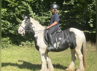 Gypsy Horse, Mare, 16 years, 14,1 hh, Pinto
