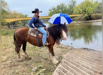 Gypsy Horse, Mare, 16 years, 15,1 hh, Bay