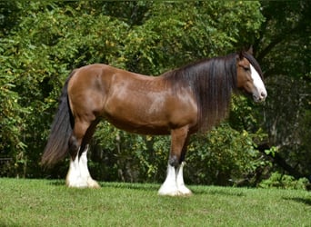 Gypsy Horse, Mare, 16 years, 15,1 hh, Bay